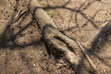 large tree roots in a sandy area, large roots