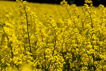 Obraz premium beautiful blooming rapeseed flowers in spring