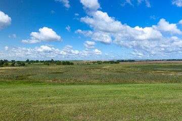 Green grass growing in the field in the summer