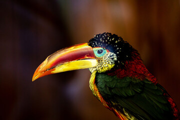 Toucan