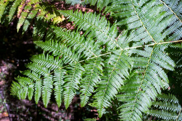 Polypodiophyta, Polypodiopsida or fern fronds in summer in a lush green