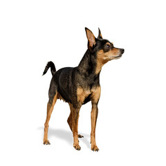 Dog Prager Rattler (Prague Ratter) Isolated On White Background Pictures