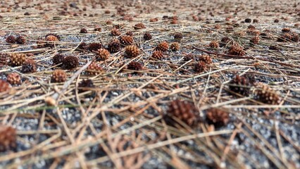 Under the tree lie many small cones of the coniferous family