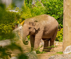 Fototapeta premium Baby elephant eating in a zoo.