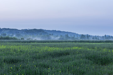 Obraz premium Panoramic view of park near residential neighborhoods. Beautiful green field,tree and wild flower on the early spring morning.