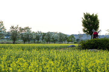 Panoramic view of park near residential neighborhoods. Beautiful green field,tree and wild flower on the early spring morning.