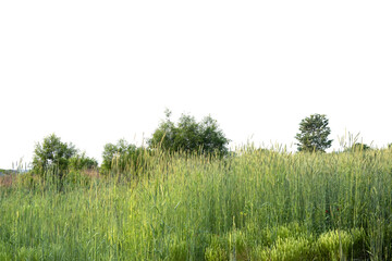 Panoramic view of park near residential neighborhoods. Beautiful green field,tree and wild flower on the early spring morning.