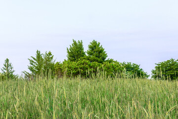 Panoramic view of park near residential neighborhoods. Beautiful green field,tree and wild flower on the early spring morning.