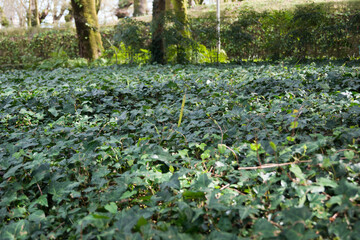 Suelo cubierto por hojas de hiedra en un parque urbano