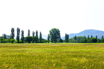 Beautiful green leaves and tree in a park, green colors and summer landscape background blue sky.