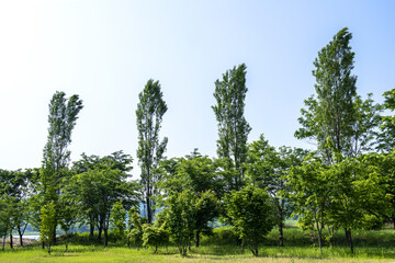 Beautiful green leaves and tree in a park, green colors and summer landscape background blue sky.
