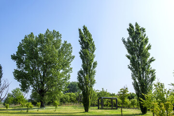 Obraz premium Beautiful green leaves and tree in a park, green colors and summer landscape background blue sky.