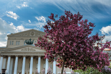 Apple trees bloom at the Bolshoi Theater