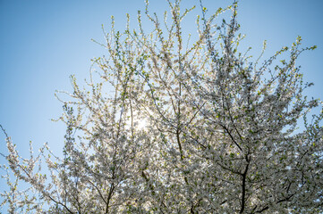 Flowering or blossoming growing cherry tree branches with blue sky on background