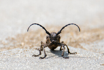 A close-up of a weaver beetle (Lamia textor)