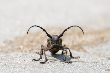 A weaver beetle (Lamia textor) in the foreground