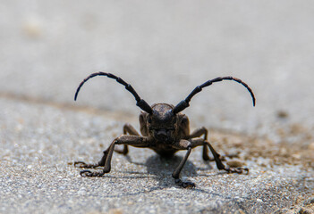 a close-up with a Lamia textor beetle