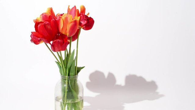 Red tulips in a vase on white background, spring flowers . Floral still life. Horizontal 4k footage video