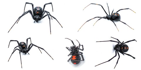 Latrodectus mactans - southern black widow or the shoe button spider, is a venomous species of...