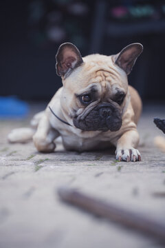 chien bouledogue fran&ccedil;ais french bulldog animal dog frenchi frenchie 