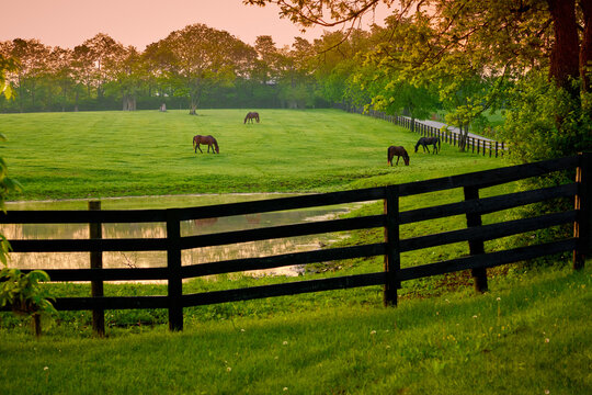 Horses grazing in a field with fence and pond.