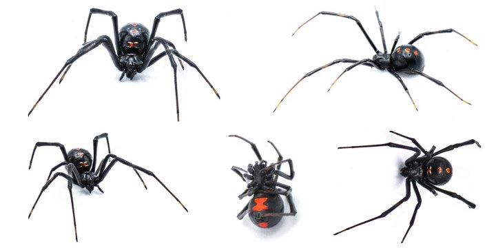 Latrodectus mactans - southern black widow or the shoe button spider, is a venomous species of spider in the genus Latrodectus. Florida native. Young female isolated on white background five views