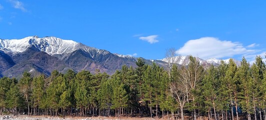 landscape with mountains.Panorama of snow mountain and pine-forest in spring.