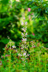 Obraz premium Flowering of summer bluebell plants and others.