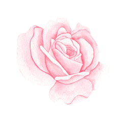 Watercolor pink pastel rose. Illustration for greeting cards, invitations. Art isolated on white background