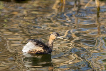 Little grebe swimming on water in South Africa