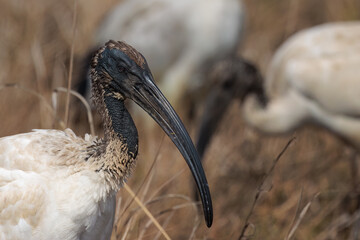 Close up portraite of sacred ibis in South Africa
