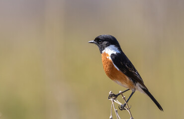 Pretty African stonechat  perched on a twig in South, Africa 