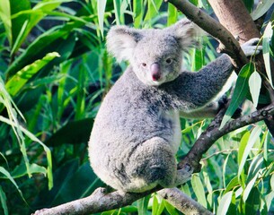 Cute koala on a tree branch looking at camera, forest background