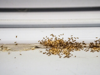 House ants, small creatures swarming and eating food that falls on the floor. from broken joints...
