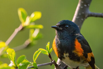 Beau Cotter Birds 2023