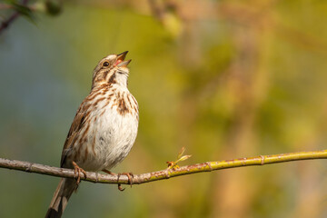 Beau Cotter Birds 2023