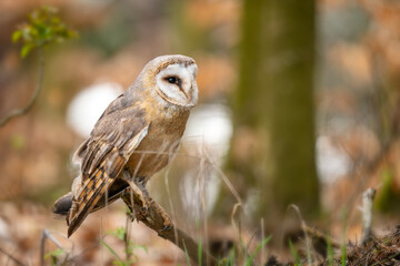 Barn Owl - Tyto alba, beautiful iconic orange owl from worldwide forests and woodlands, Czech Republic.