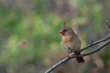 Beau Cotter Birds 2023