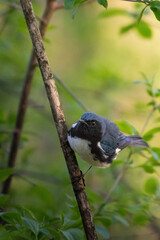 Beau Cotter Birds 2023