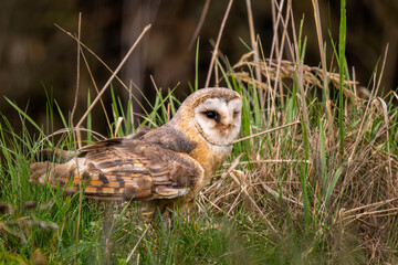 Barn Owl - Tyto alba, beautiful iconic orange owl from worldwide forests and woodlands, Czech Republic.