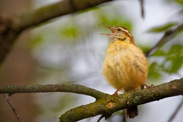 Beau Cotter Birds 2023