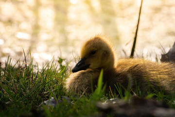 Beau Cotter Birds 2023