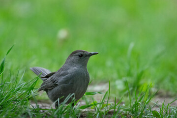 Beau Cotter Birds 2023