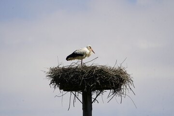Nest with brooding White Stork (Ciconia ciconia) Hanover, Germany.
