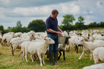 Farm, sheep and bucket with man in field for agriculture, sustainability and animal care. Labor,...