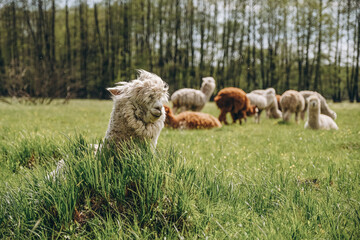 Alpacas graze in the spring meadow high in the mountains.