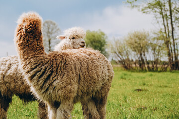 Alpacas graze in the spring meadow high in the mountains.