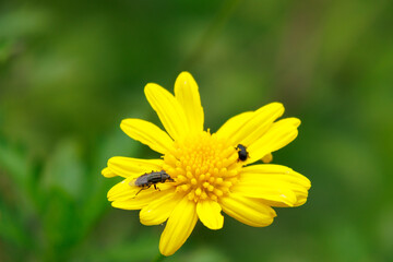 Flies on a yellow flower