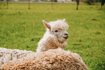 Fototapeta premium Alpacas graze in the spring meadow high in the mountains.