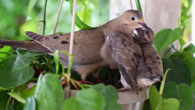 Mama bird feeding her baby. Mourning dove mama bird feeding baby pigeon